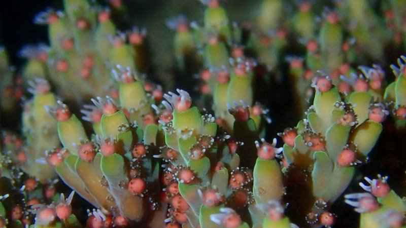 跟深圳大鹏珊瑚保育志愿者夜潜海底:蹲守4天首次拍到珊瑚排卵